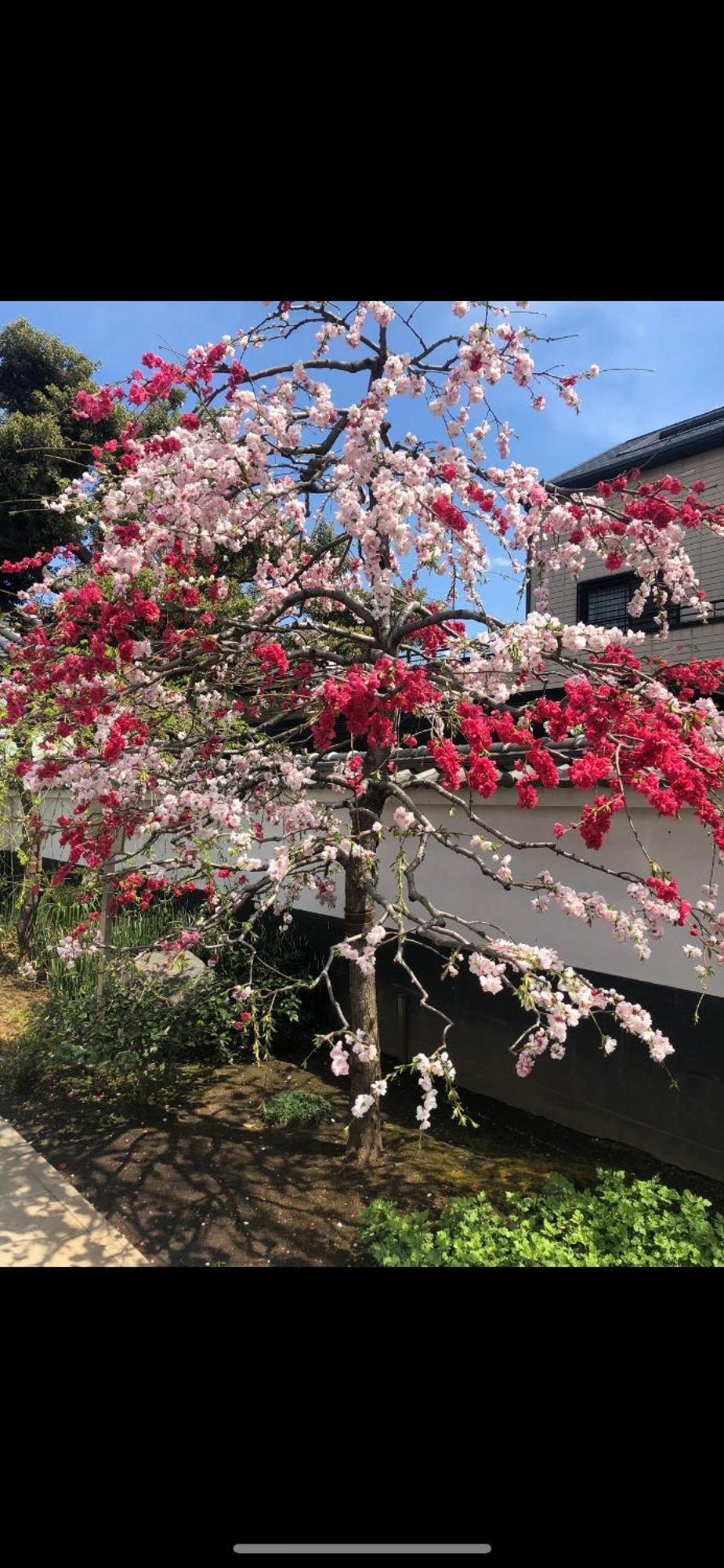 新宿庭院の屋-Shinjuku Garden Home -28 Square Meters King Size Bed Garden Room Токіо Екстер'єр фото